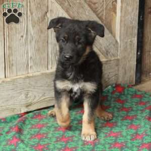 Regina, German Shepherd Puppy