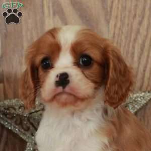 Regina, Cavalier King Charles Spaniel Puppy