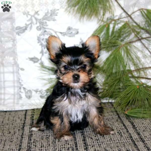 Regina, Yorkie Puppy