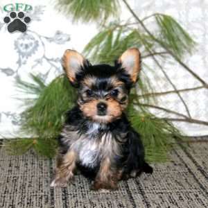 Regina, Yorkie Puppy