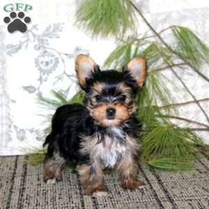 Regina, Yorkie Puppy