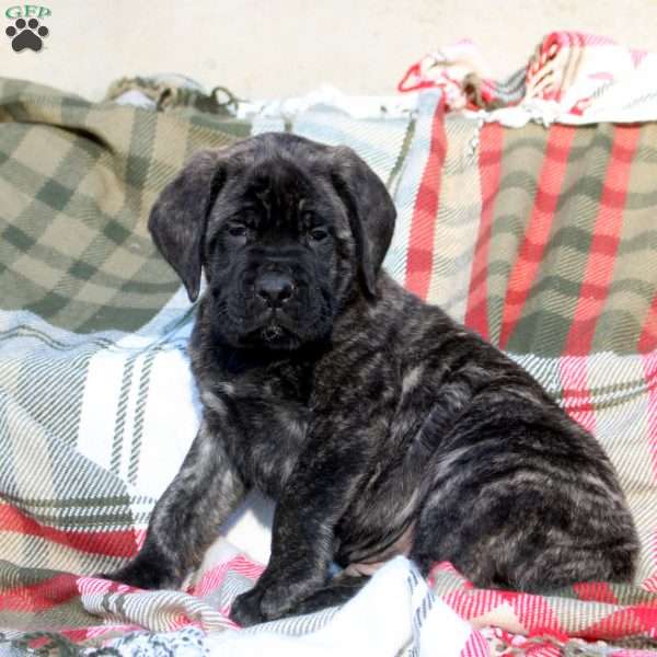 Remington, English Mastiff Puppy