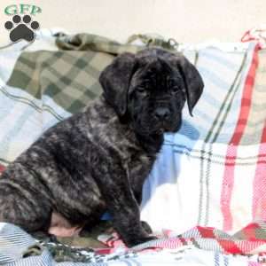 Remington, English Mastiff Puppy