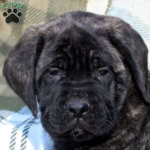 Remington, English Mastiff Puppy