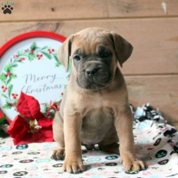 Remy, Cane Corso Puppy