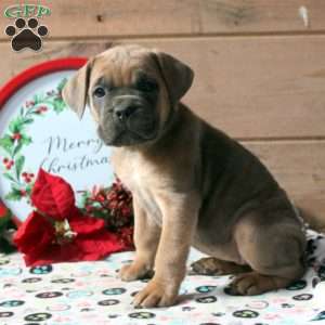 Remy, Cane Corso Puppy