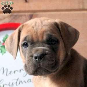 Remy, Cane Corso Puppy