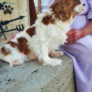MERRY, Cavalier King Charles Spaniel Puppy