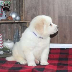 Rex, Great Pyrenees Puppy