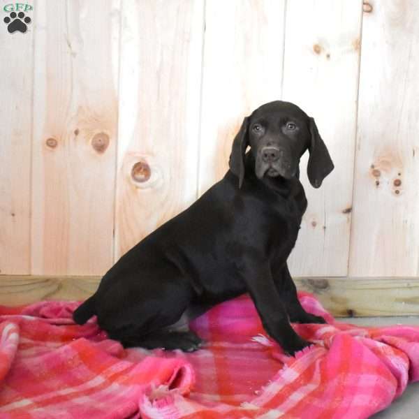 Rex, German Shorthaired Pointer Puppy