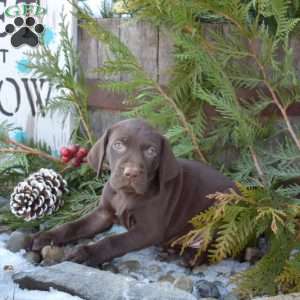 Rex, German Shorthaired Pointer Puppy