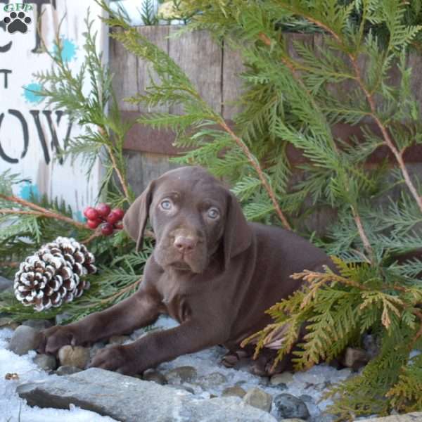 Rex, German Shorthaired Pointer Puppy
