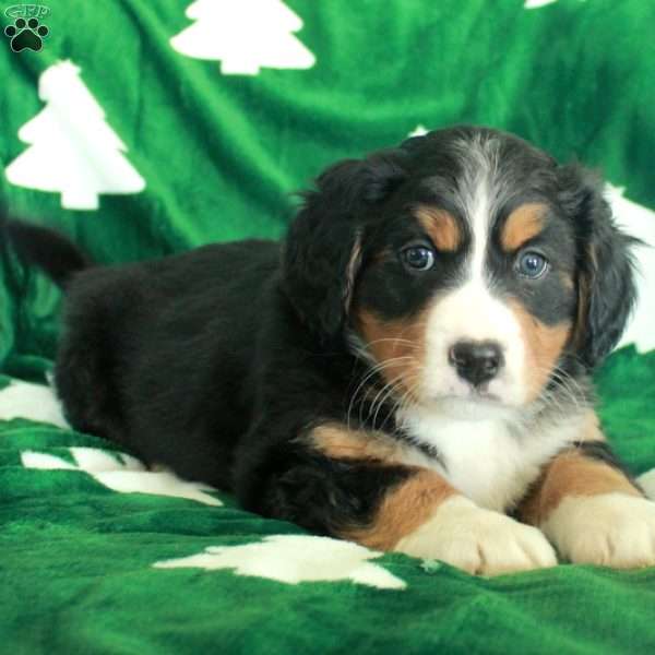 Rex, Miniature Bernese Mountain Dog Puppy