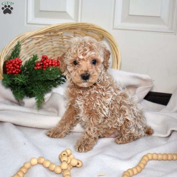 Rex, Miniature Poodle Puppy