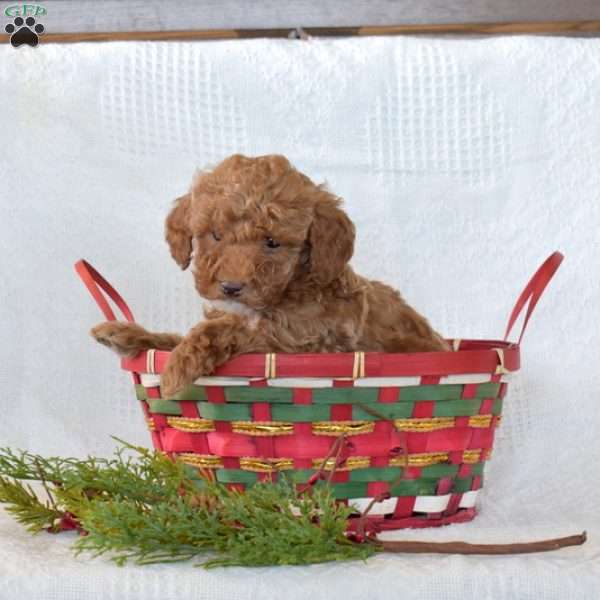 Rex, Toy Poodle Puppy