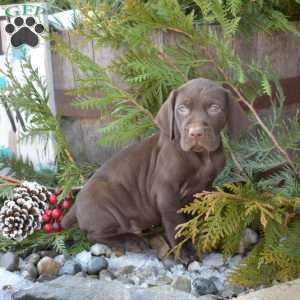 Rex, German Shorthaired Pointer Puppy