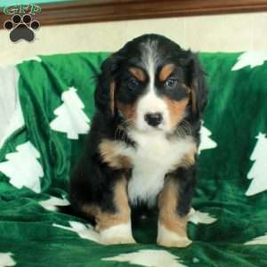 Rex, Miniature Bernese Mountain Dog Puppy