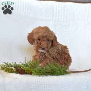 Rex, Toy Poodle Puppy