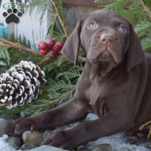 Rex, German Shorthaired Pointer Puppy