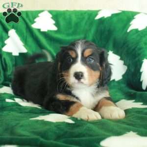 Rex, Miniature Bernese Mountain Dog Puppy