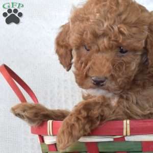 Rex, Toy Poodle Puppy
