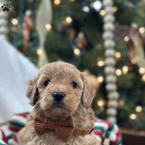 Rex, Mini Goldendoodle Puppy