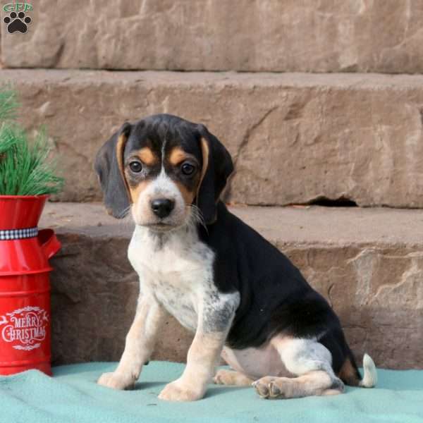 Rhea, Beagle Puppy