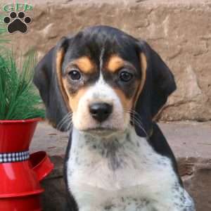Rhea, Beagle Puppy
