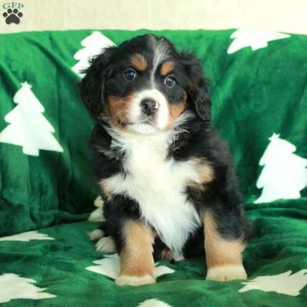 Rhino, Miniature Bernese Mountain Dog Puppy