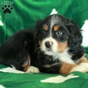 Rhino, Miniature Bernese Mountain Dog Puppy