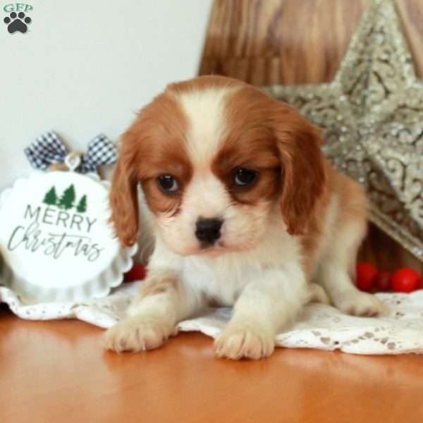 Rhoda, Cavalier King Charles Spaniel Puppy