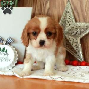 Rhoda, Cavalier King Charles Spaniel Puppy