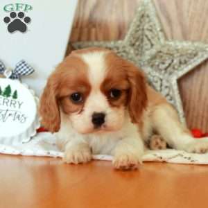Rhoda, Cavalier King Charles Spaniel Puppy