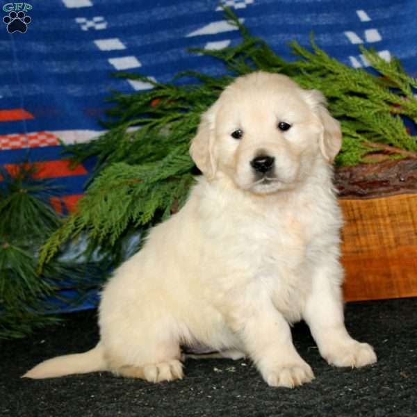 Rianna, English Cream Golden Retriever Puppy