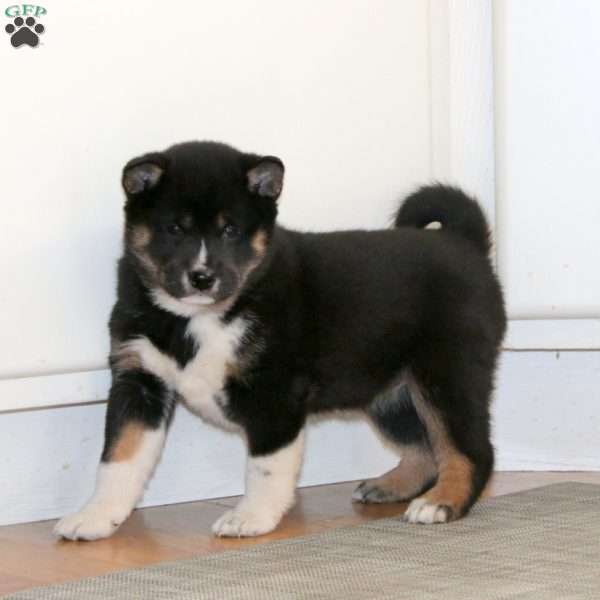 Rianna, Shiba Inu Puppy