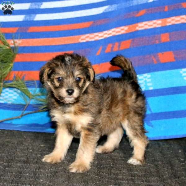 Rianna, Miniature Poodle Mix Puppy