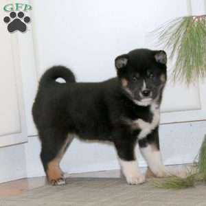 Rianna, Shiba Inu Puppy