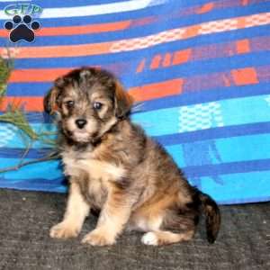 Rianna, Miniature Poodle Mix Puppy