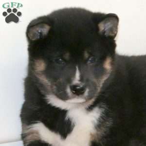 Rianna, Shiba Inu Puppy