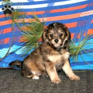 Rianna, Miniature Poodle Mix Puppy