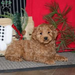 Rianna, Cockapoo Puppy