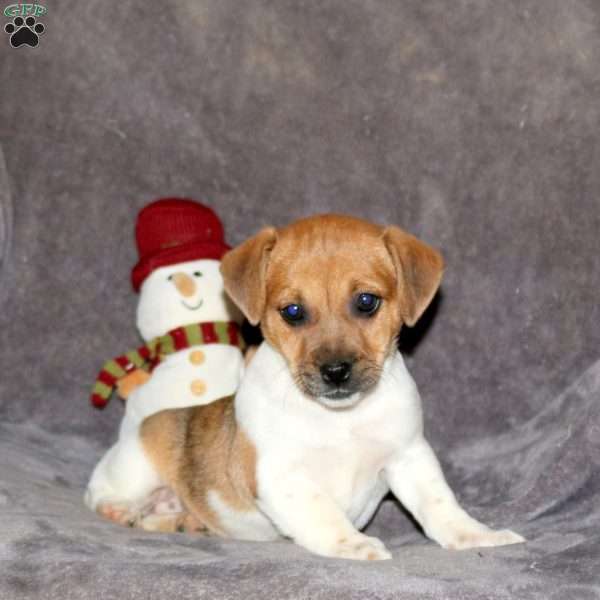 Ribbon, Jack Russell Terrier Puppy