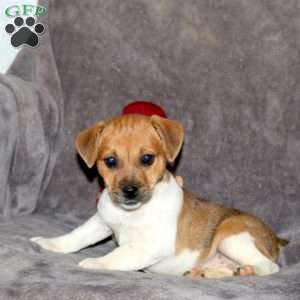 Ribbon, Jack Russell Terrier Puppy