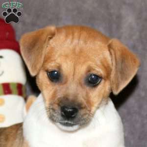 Ribbon, Jack Russell Terrier Puppy