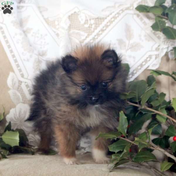Ribbon, Pomeranian Puppy