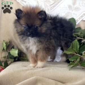 Ribbon, Pomeranian Puppy