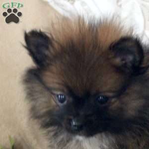 Ribbon, Pomeranian Puppy