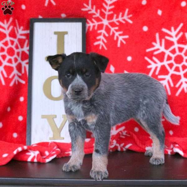 Ribbons, Blue Heeler – Australian Cattle Dog Puppy