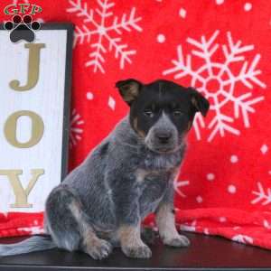 Ribbons, Blue Heeler – Australian Cattle Dog Puppy