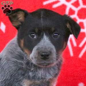 Ribbons, Blue Heeler – Australian Cattle Dog Puppy